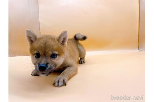 成約済の東京都の柴犬-196131の3枚目