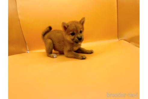 成約済の東京都の柴犬-196131の2枚目