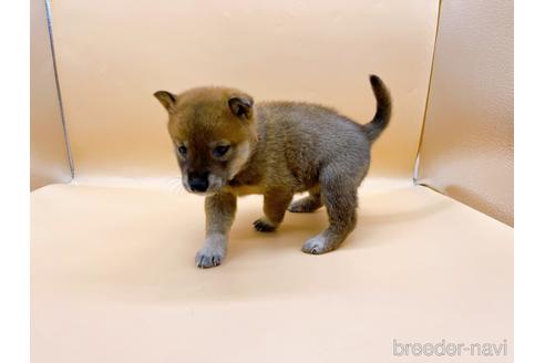 成約済の東京都の豆柴-196128の9枚目