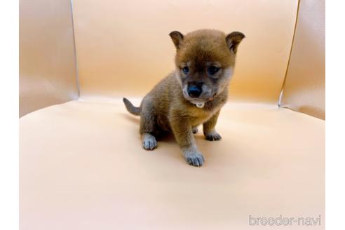 成約済の東京都の豆柴-196128の10枚目