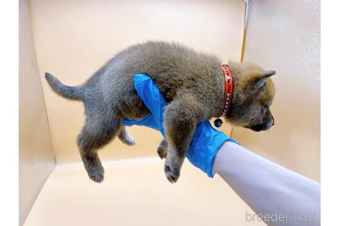 成約済の東京都の豆柴-196128の2枚目