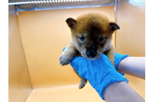 成約済の東京都の豆柴-196128の3枚目