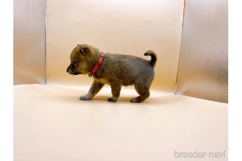 成約済の東京都の豆柴-196128の5枚目