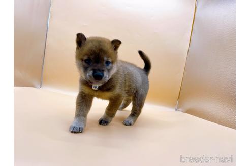 成約済の東京都の豆柴-196128の7枚目