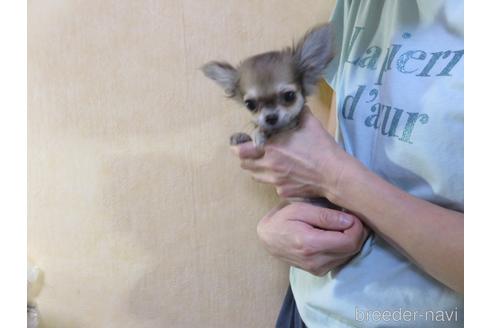 成約済の愛知県のチワワ(ロングコート)-180155の30枚目