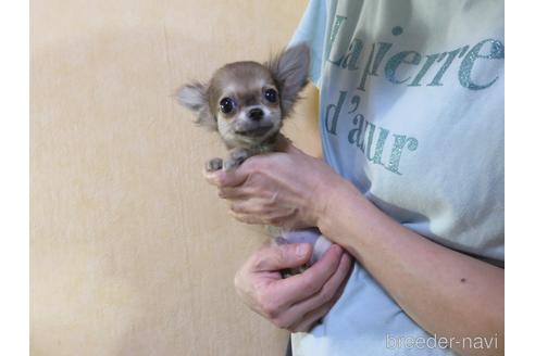 成約済の愛知県のチワワ(ロングコート)-180155の28枚目