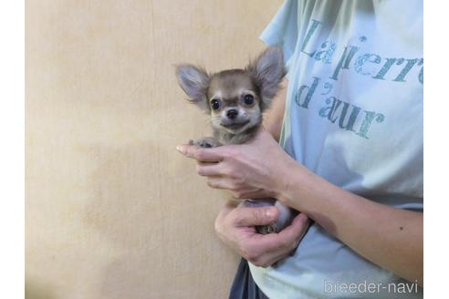 成約済の愛知県のチワワ(ロングコート)-180155の27枚目