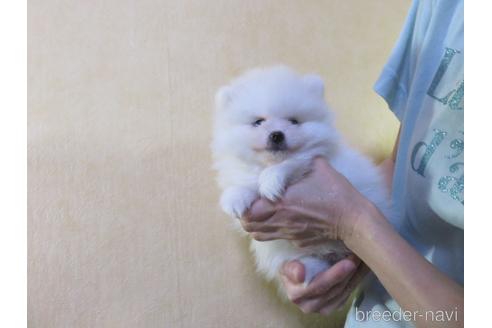 成約済の愛知県のポメラニアン-190378の13枚目