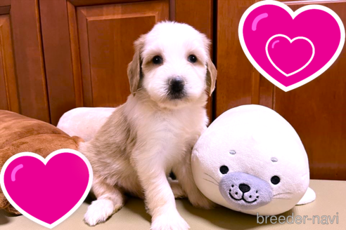 成約済の茨城県のミックス犬-196054の1枚目