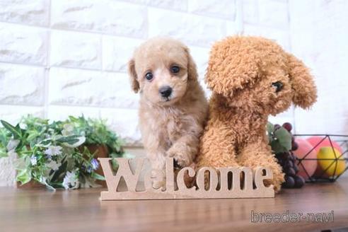 成約済の滋賀県のトイプードル-196059の6枚目