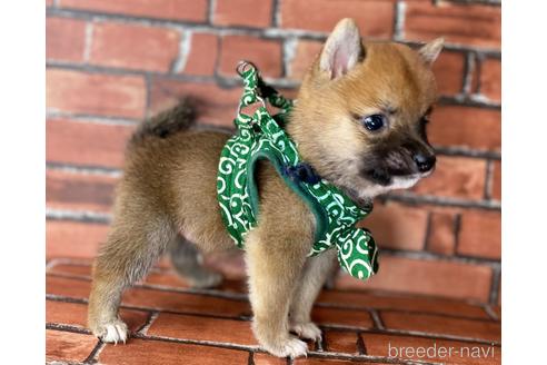 成約済の福岡県の豆柴-196083の7枚目