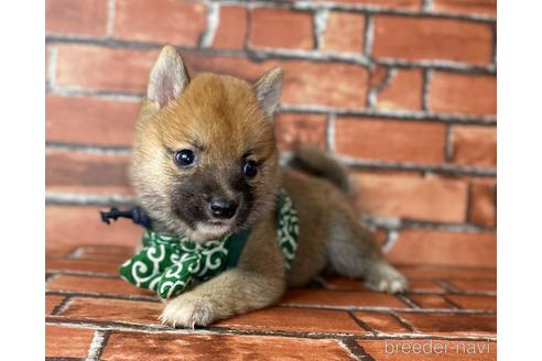 成約済の福岡県の豆柴-196083の8枚目