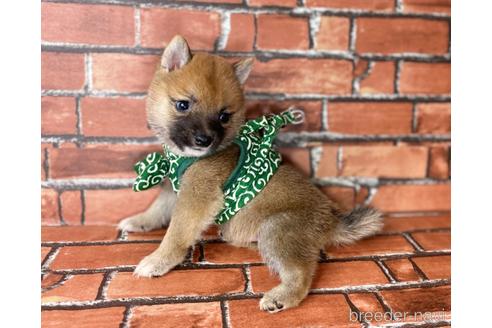 成約済の福岡県の豆柴-196083の2枚目