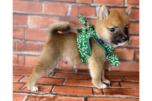 成約済の福岡県の豆柴-196083の1枚目