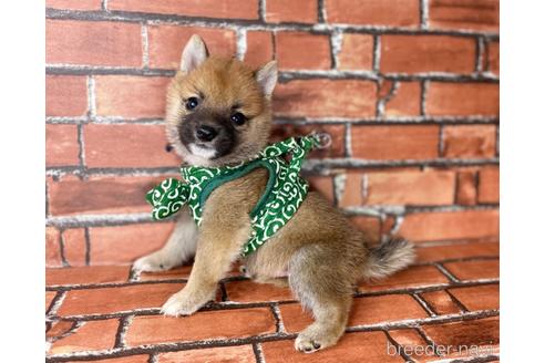 成約済の福岡県の豆柴-196083の4枚目