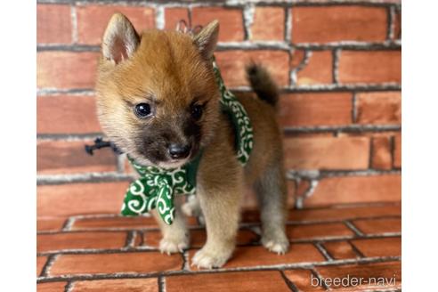 成約済の福岡県の豆柴-196083の5枚目