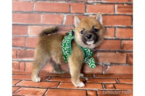 成約済の福岡県の豆柴-196083の6枚目