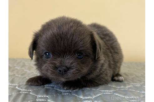 成約済の愛知県のチワワ(ロングコート)-196086の2枚目