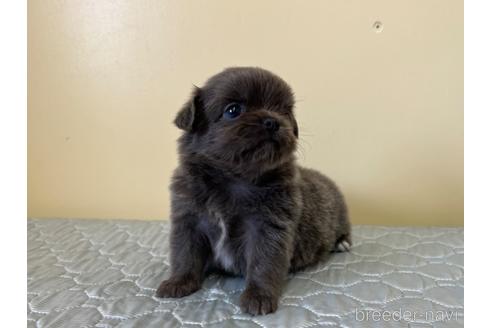 成約済の愛知県のチワワ(ロングコート)-196086の3枚目