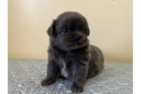 成約済の愛知県のチワワ(ロングコート)-196086の1枚目