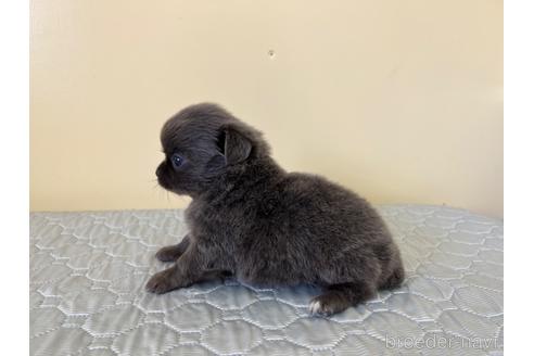 成約済の愛知県のチワワ(ロングコート)-196086の5枚目