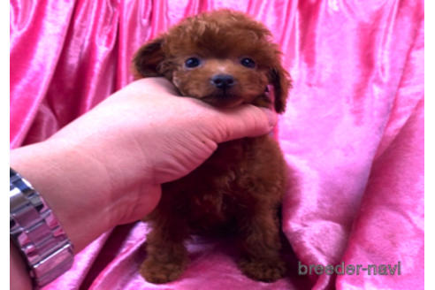 30万円以下のティーカッププードルの子犬を探す ブリーダーナビ