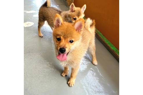 成約済の茨城県のミックス犬-186236の27枚目