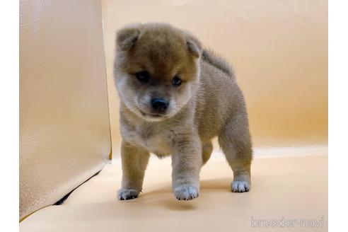 成約済の東京都の柴犬-196127の2枚目