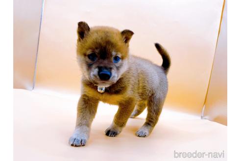 成約済の東京都の豆柴-196128の1枚目