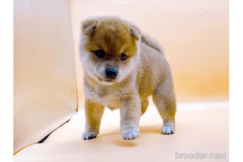 成約済の東京都の柴犬-196127