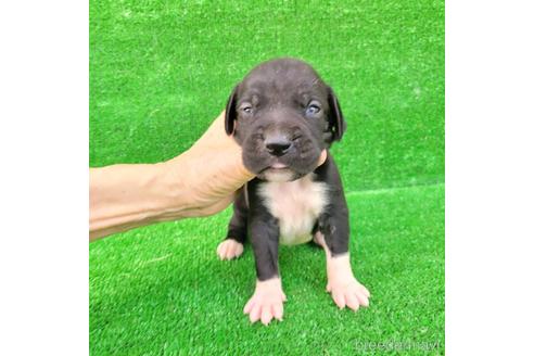 成約済の福岡県のミックス犬-196129の1枚目