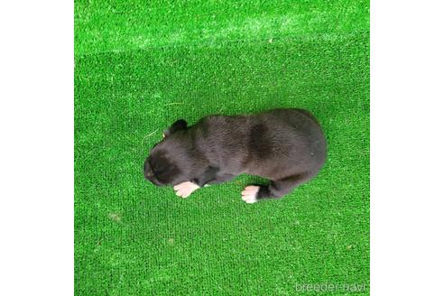 成約済の福岡県のミックス犬-196129の3枚目