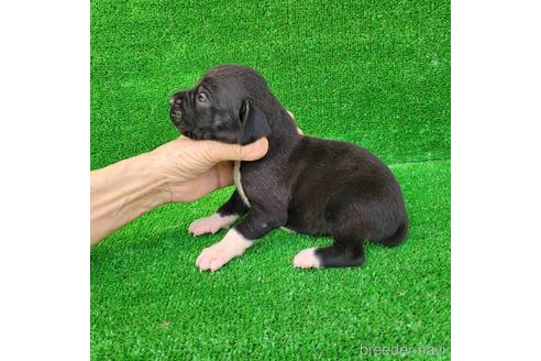 成約済の福岡県のミックス犬-196129の2枚目