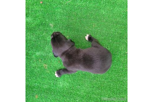 成約済の福岡県のミックス犬-196135の3枚目