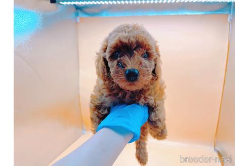 成約済の東京都のトイプードル-196136の1枚目