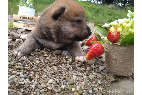 成約済の北海道の柴犬-196041の5枚目