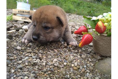 成約済の北海道の柴犬-196041の1枚目