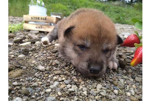 成約済の北海道の柴犬-196041の4枚目