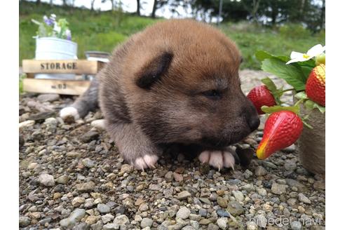 成約済の北海道の柴犬-196041の3枚目