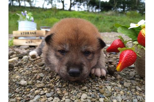 成約済の北海道の柴犬-196041の2枚目