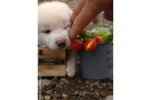 成約済の北海道の柴犬-196044の2枚目