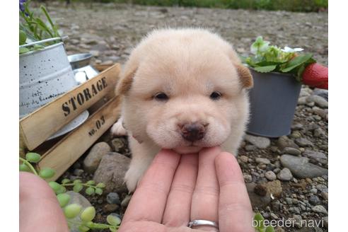 成約済の北海道の柴犬-195607の2枚目