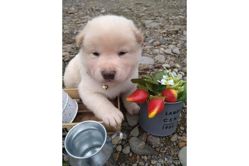 成約済の北海道の柴犬-195606の8枚目