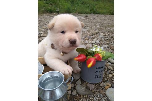 成約済の北海道の柴犬-195606の9枚目