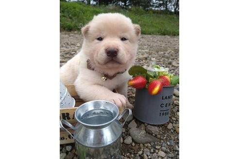 成約済の北海道の柴犬-195606の7枚目