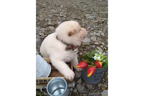 成約済の北海道の柴犬-195606の5枚目