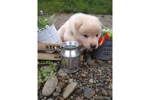 成約済の北海道の柴犬-195606の4枚目