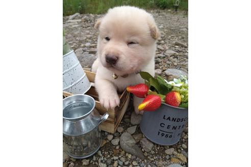 成約済の北海道の柴犬-195606の3枚目