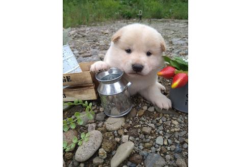 成約済の北海道の柴犬-195604の1枚目