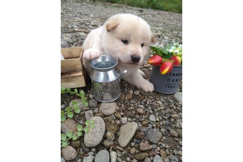 成約済の北海道の柴犬-195604の3枚目